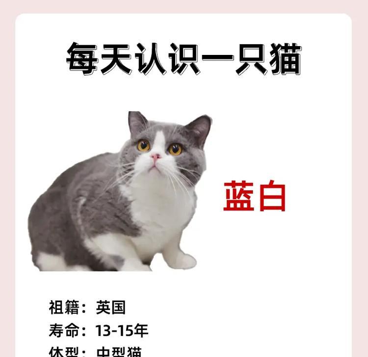 蓝白猫打翻水和猫粮的原因是什么？