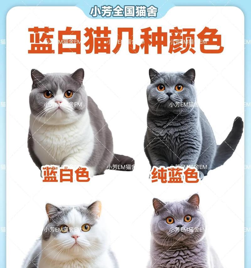 蓝白猫打翻水和猫粮的原因是什么？