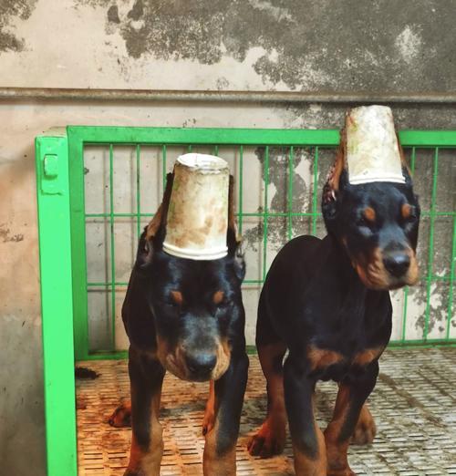 三个月大的杜宾犬应该喂什么狗粮？选择狗粮的标准是什么？