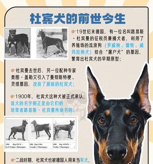 三个月大的杜宾犬应该喂什么狗粮？选择狗粮的标准是什么？