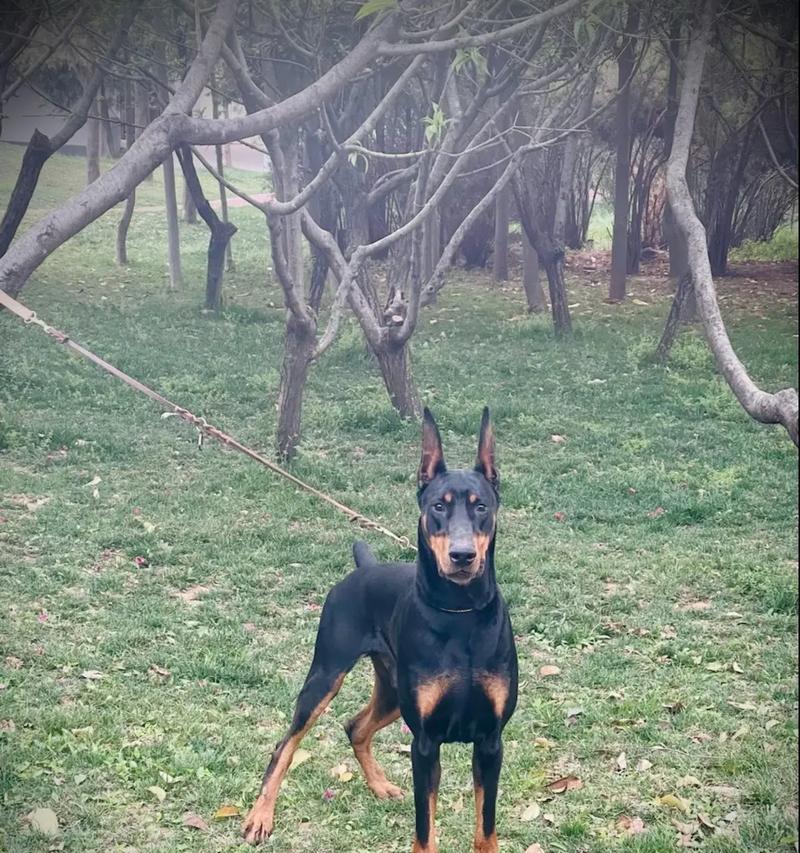 三个月大的杜宾犬应该喂什么狗粮？选择狗粮的标准是什么？