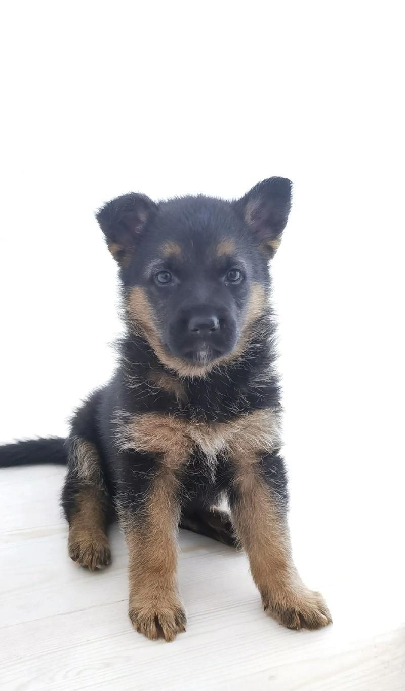 大理地区德牧犬的售价是多少？