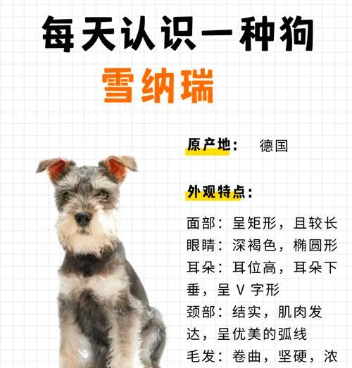 内丘宠物店雪纳瑞价格多少？猫粮用的香精是什么？