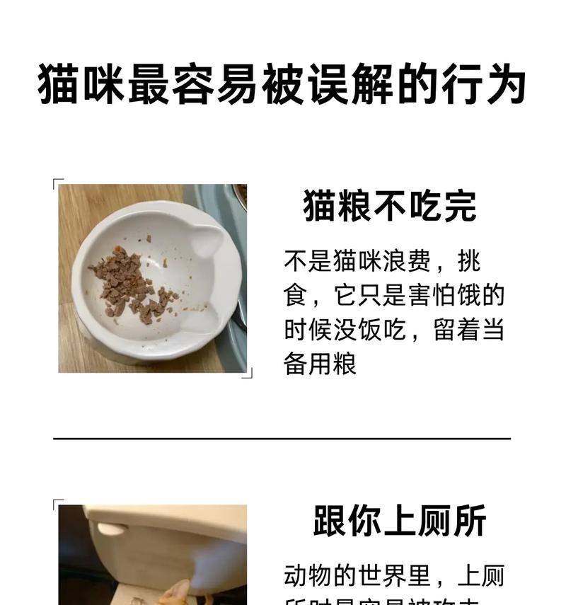 猫咪为何会舔食猫粮碗？这是什么行为习惯？