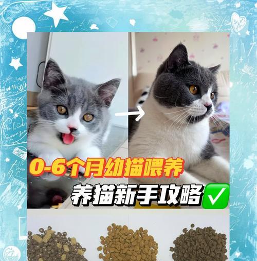 一个月大的猫咪应该喂食哪种猫粮？