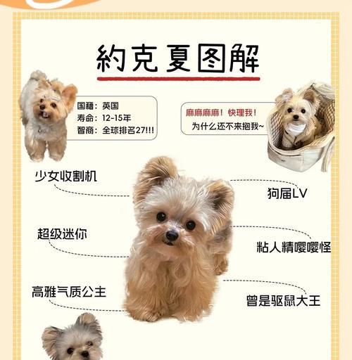 约克夏狗鲜粮喂养方法是什么？有哪些注意事项？