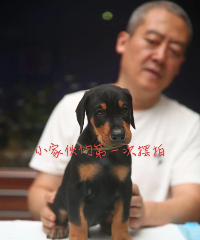 杜宾小狗适合吃哪种狗粮？