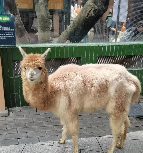 小红书和羊驼姐的关系是什么？她们之间有什么联系？