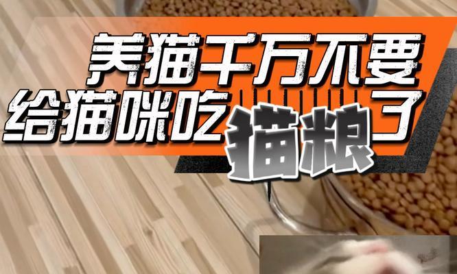为什么突然收到猫粮了还要喂？小猫惊慌偷吃猫粮又是为何？