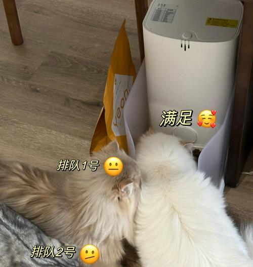 为什么突然收到猫粮了还要喂？小猫惊慌偷吃猫粮又是为何？