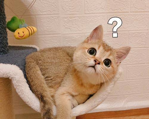 网红脸像羊驼的猫咪名字是什么？