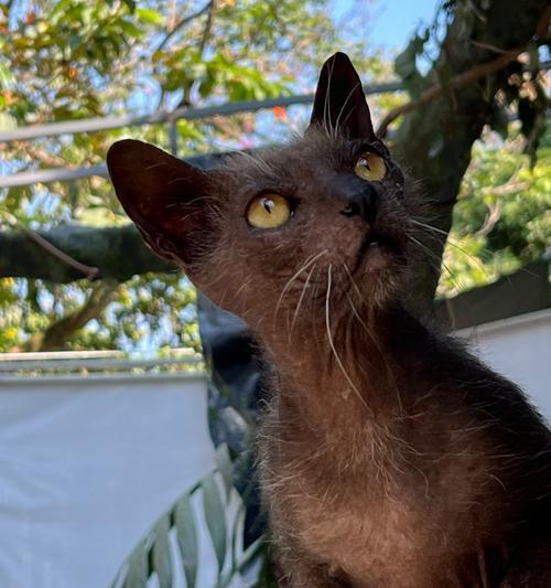 网红脸像羊驼的猫咪名字是什么？