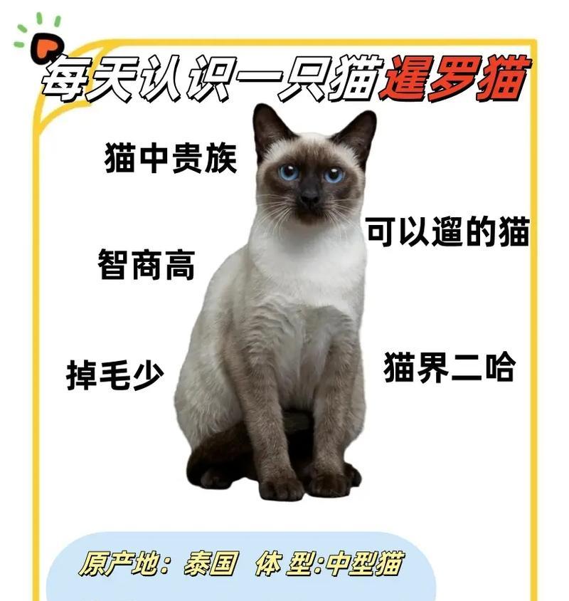 暹罗猫三个月体重1斤6两正常吗？需要调整喂食计划吗？