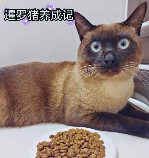 暹罗猫三个月体重1斤6两正常吗？需要调整喂食计划吗？