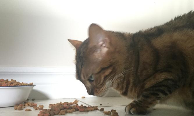 猫咪吃猫粮后嗜睡可能的原因是什么？