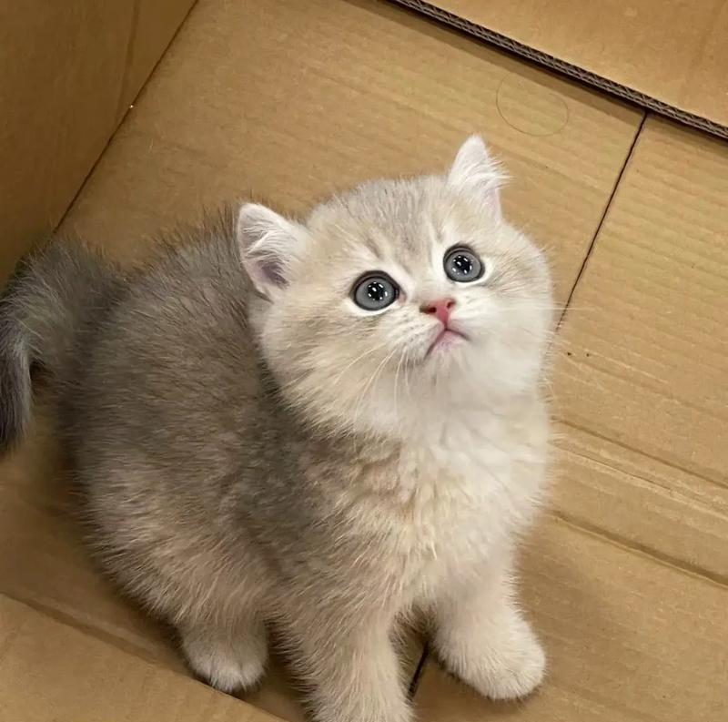 两个月大的蓝金猫应该吃什么猫粮？有哪些推荐？