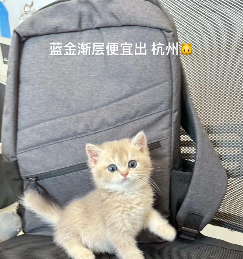 两个月大的蓝金猫应该吃什么猫粮？有哪些推荐？