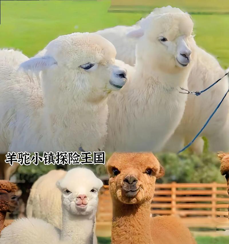 羊驼小镇的原名是什么？背后有什么故事？