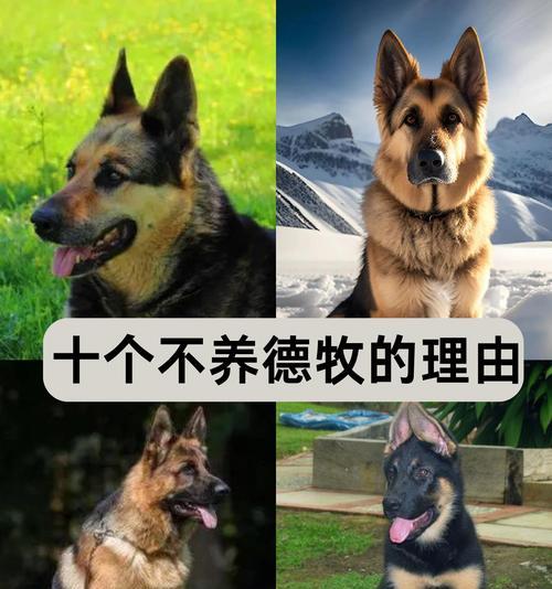 德牧切除肿瘤的费用是多少？一次手术需要多少钱？