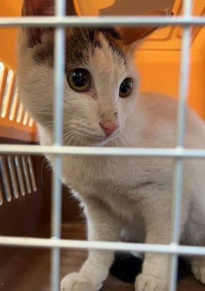 宠物领养捆绑猫粮销售如何开通？流程是怎样的？