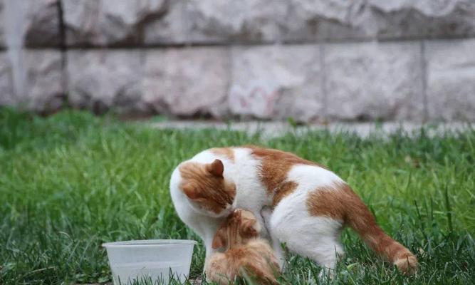 宠物领养捆绑猫粮销售如何开通？流程是怎样的？