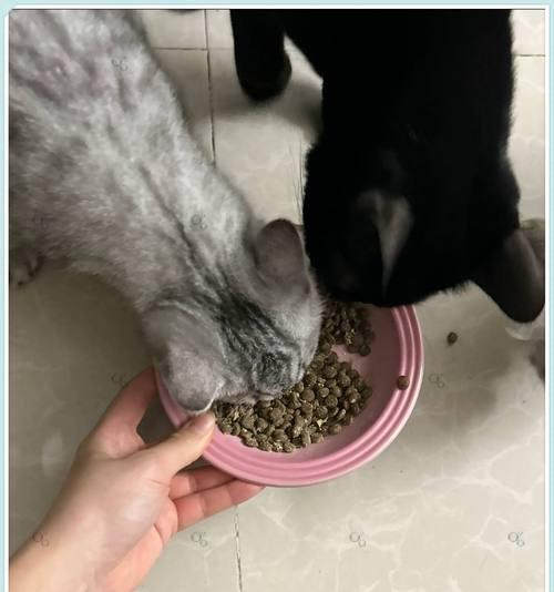 用手喂猫粮很乖的猫叫什么？有哪些猫喜欢被手喂？