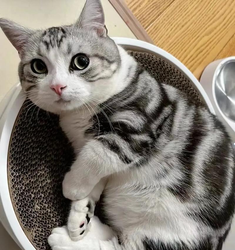 用手喂猫粮很乖的猫叫什么？有哪些猫喜欢被手喂？