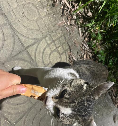 用手喂猫粮很乖的猫叫什么？有哪些猫喜欢被手喂？