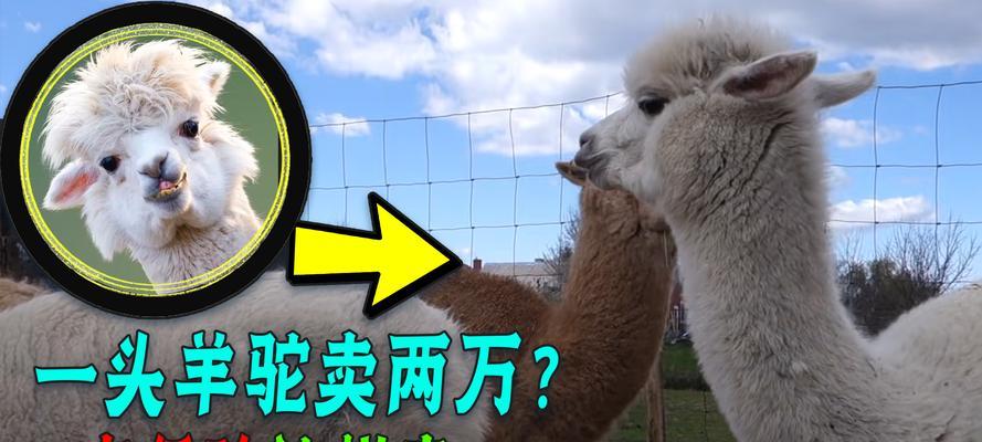 羊驼为何会食用肉类？