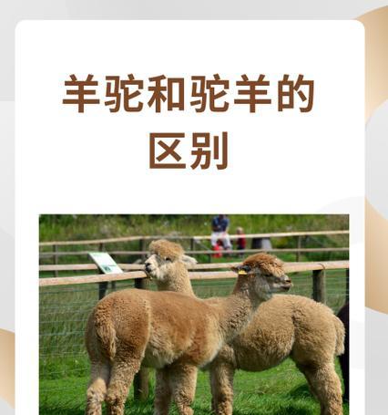 羊驼与驼羊在形态上有何不同？