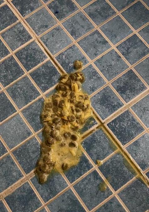 使用福来恩后猫咪呕吐猫粮的原因？