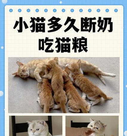 小猫为什么拒绝猫粮只喝奶？如何让它适应猫粮？