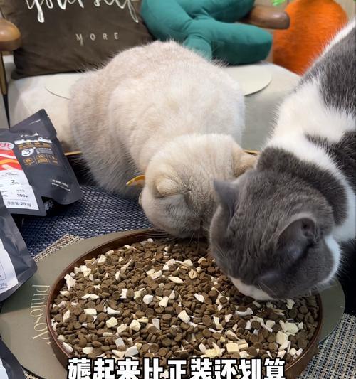 猫粮上出现的“羊毛”是什么？如何处理这种情况以确保猫粮安全？