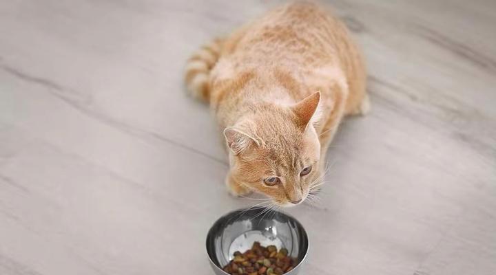 猫守在猫粮碗旁边好吗？这样做有什么影响？