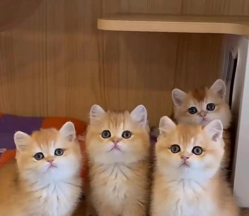 有计划喂食猫粮的猫咪叫什么名字？