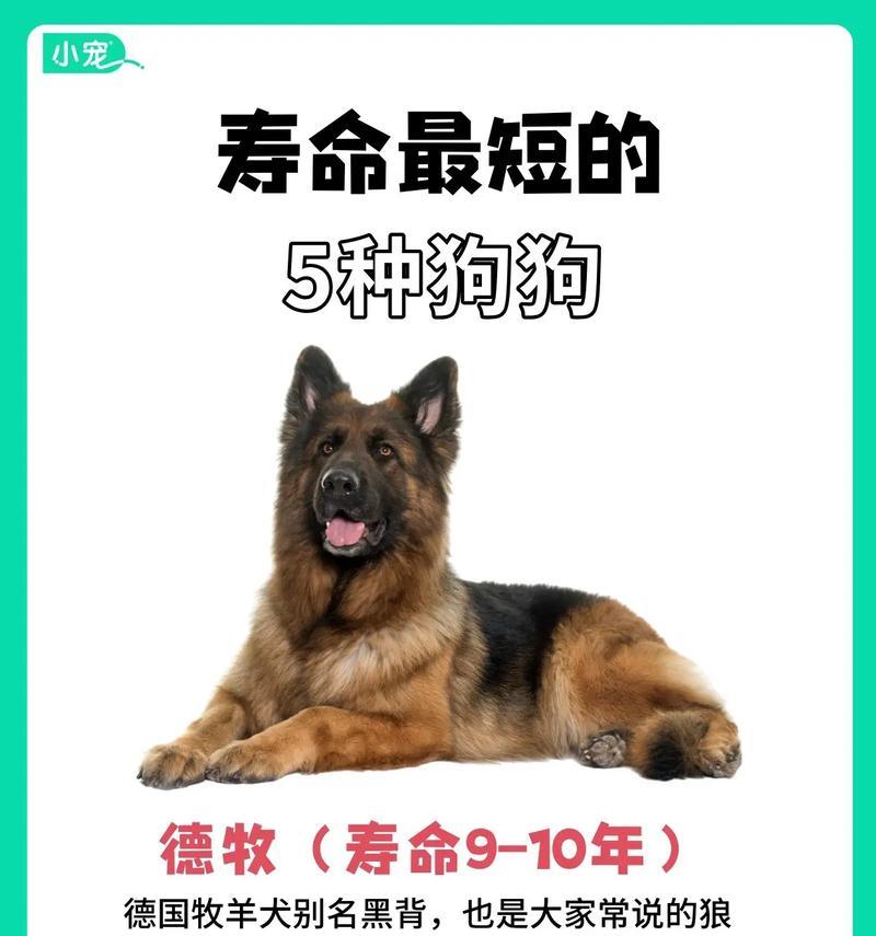50天大的德牧每天需要多少奶粉？
