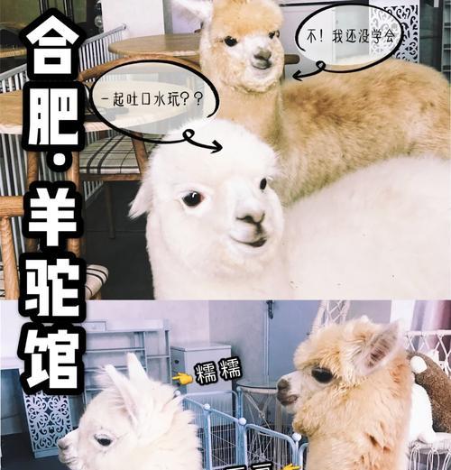 羊驼毛改装成枕头的步骤是什么？