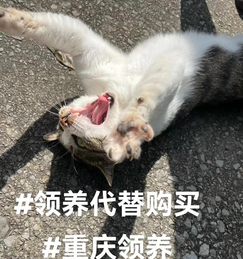 年糕在猫粮里拉屎该如何处理？