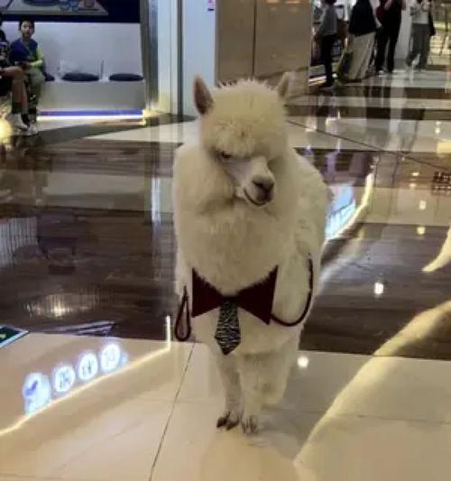 羊驼形状的狗狗品种有哪些？