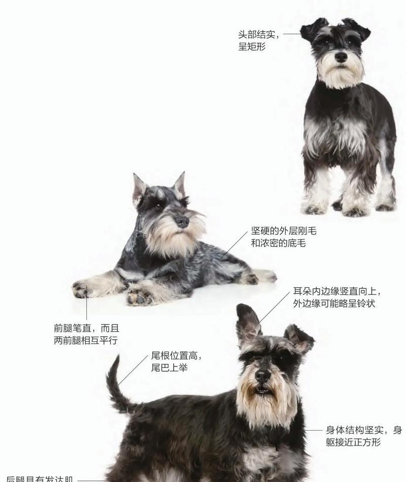 郑州雪纳瑞种犬价格是多少？购买时应注意什么？