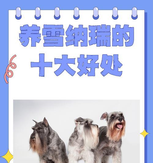 郑州雪纳瑞种犬价格是多少？购买时应注意什么？