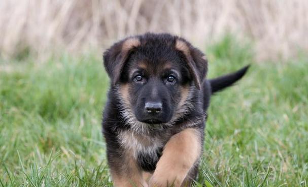 北屯德牧幼犬价格多少钱一只？购买德牧幼犬的预算和注意事项是什么？