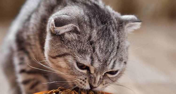猫咪为什么每次吃猫粮都要留两颗？这是什么行为？