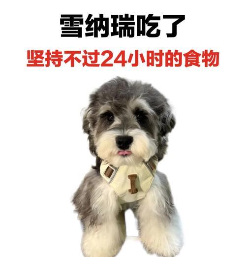 雪纳瑞多大可以开始吃干粮？