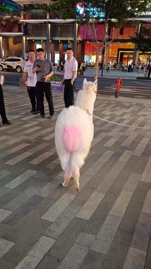 女生给羊驼染毛是什么心理？这样做对羊驼有影响吗？