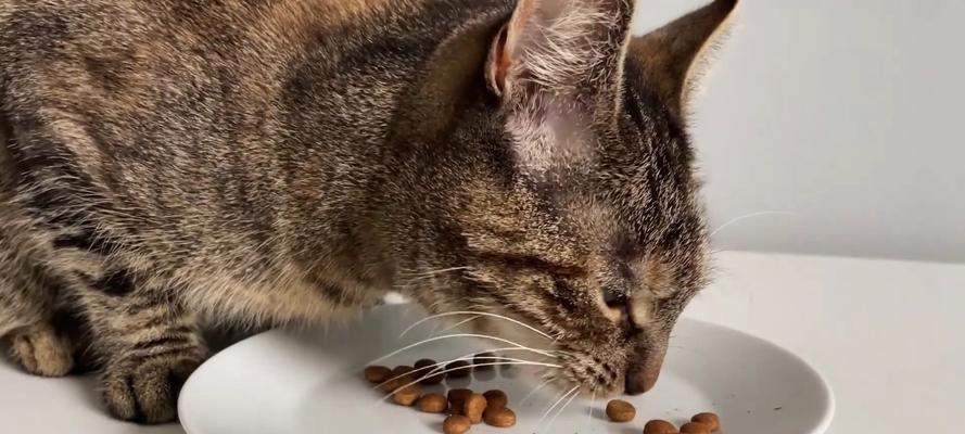 猫咪吃猫粮感到可怜怎么办？有无替代品？