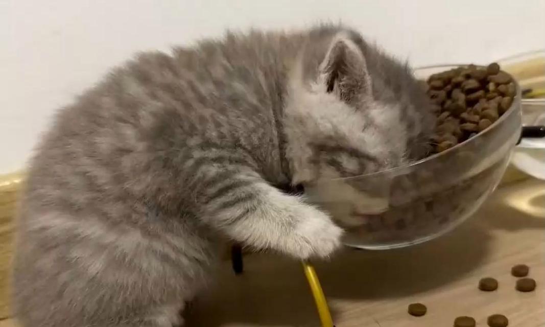 猫咪吃猫粮感到可怜怎么办？有无替代品？