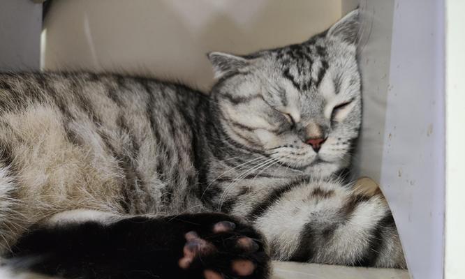 1岁小猫能吃湿猫粮吗？湿猫粮对小猫的影响是什么？