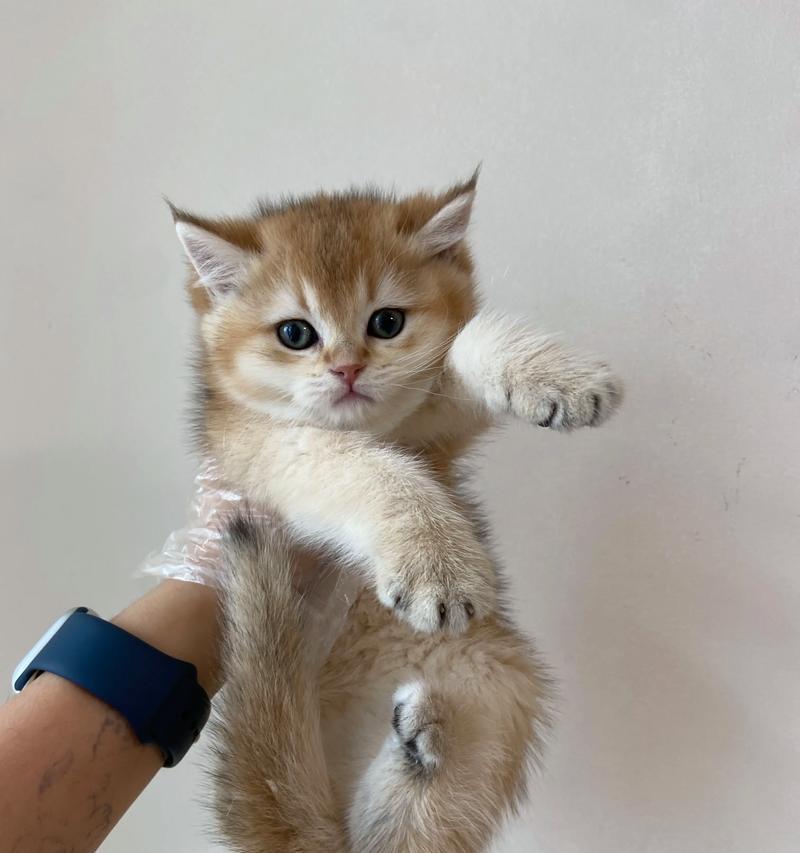 1岁小猫能吃湿猫粮吗？湿猫粮对小猫的影响是什么？