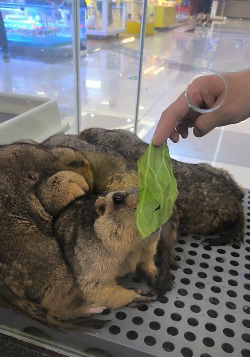土拨鼠食用猫粮会有不良反应吗？